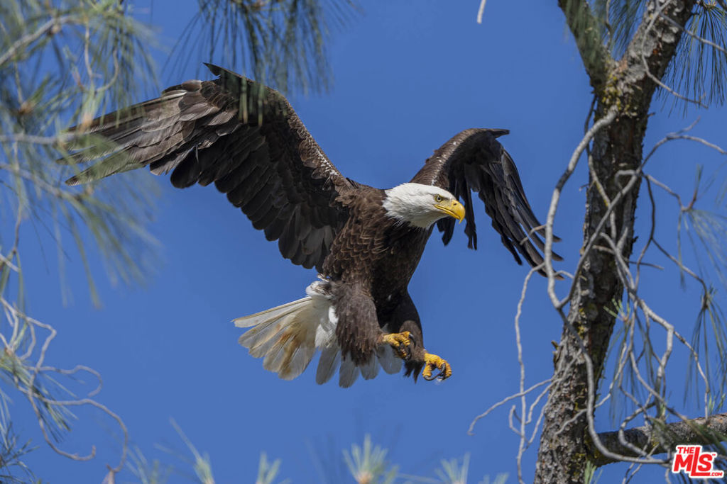 41924 Patrick Ave, Coarsegold, CA 93614