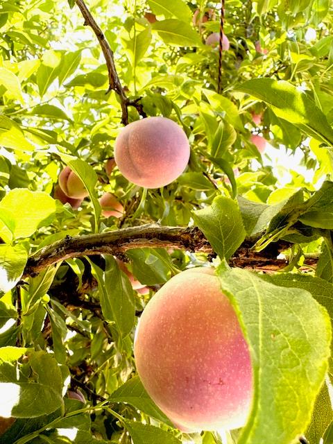 42682 Road 72, Dinuba, CA 93618