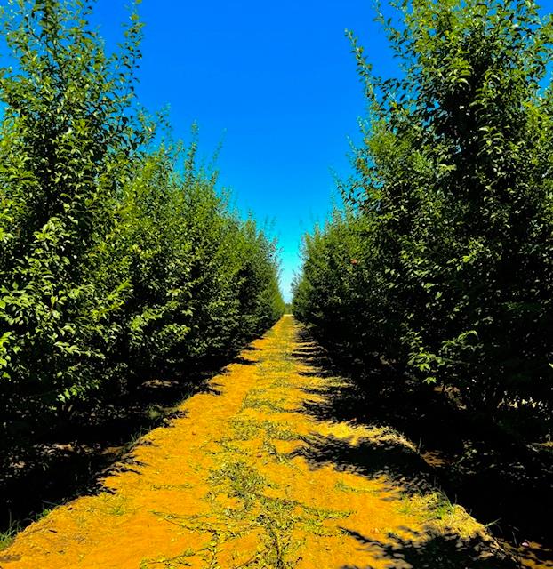 42682 Road 72, Dinuba, CA 93618