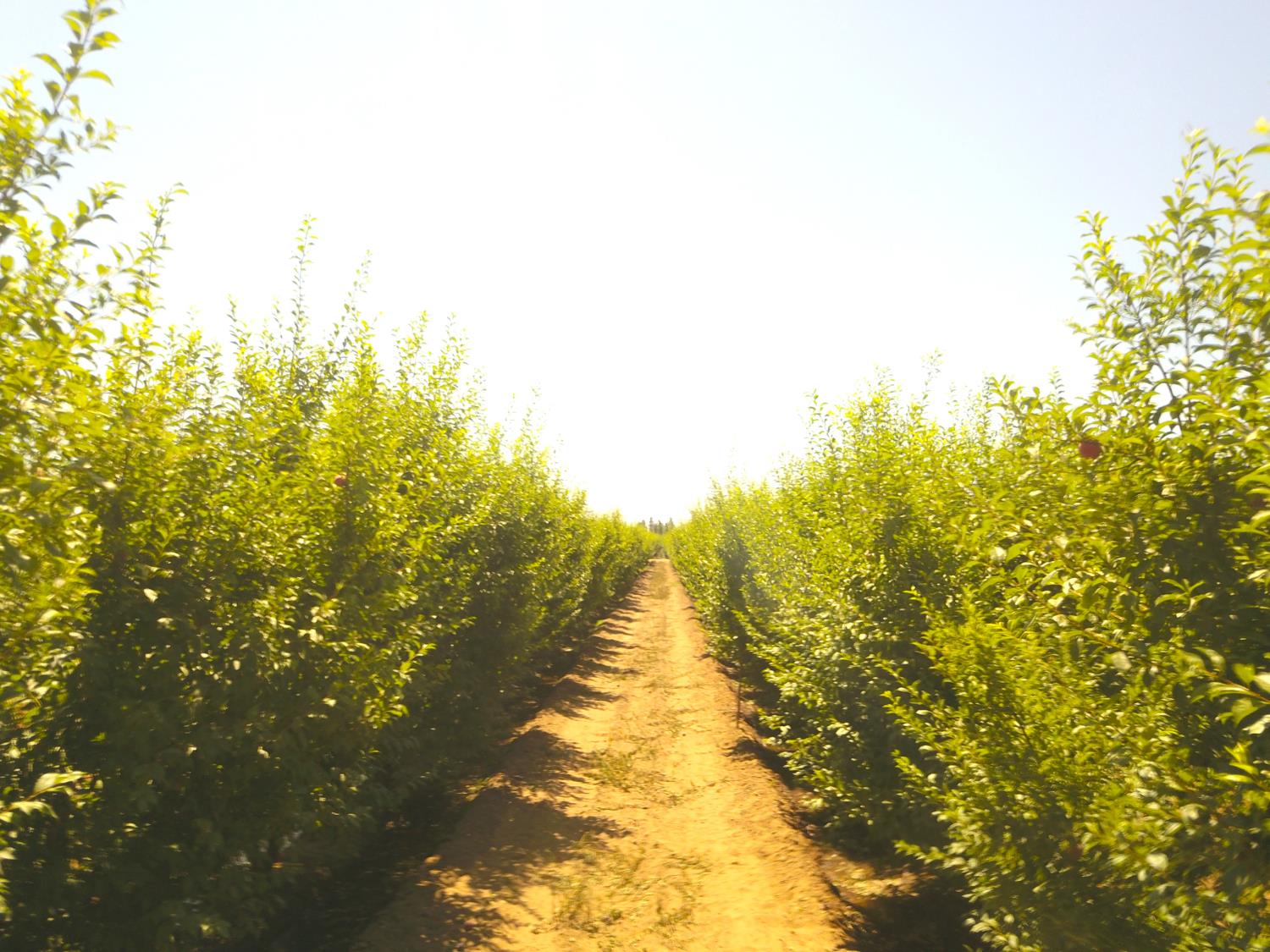 42682 Road 72, Dinuba, CA 93618