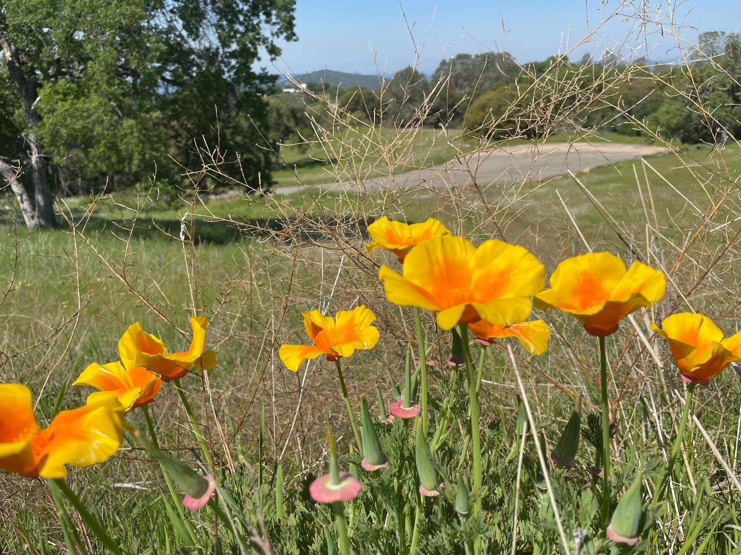 1 Buggy Whip Dr, Coarsegold, CA 93614