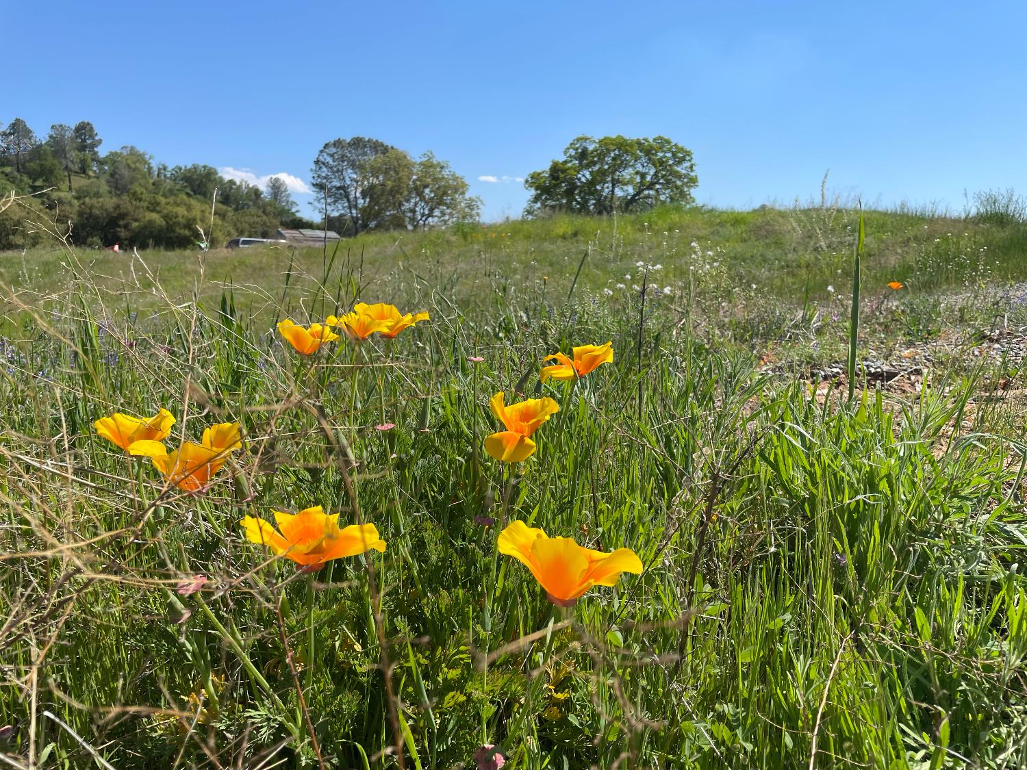 1 Buggy Whip Dr, Coarsegold, CA 93614