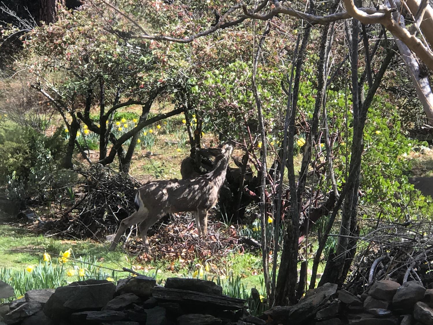 38088 Serpa Canyon Rd, Coarsegold, CA 93614