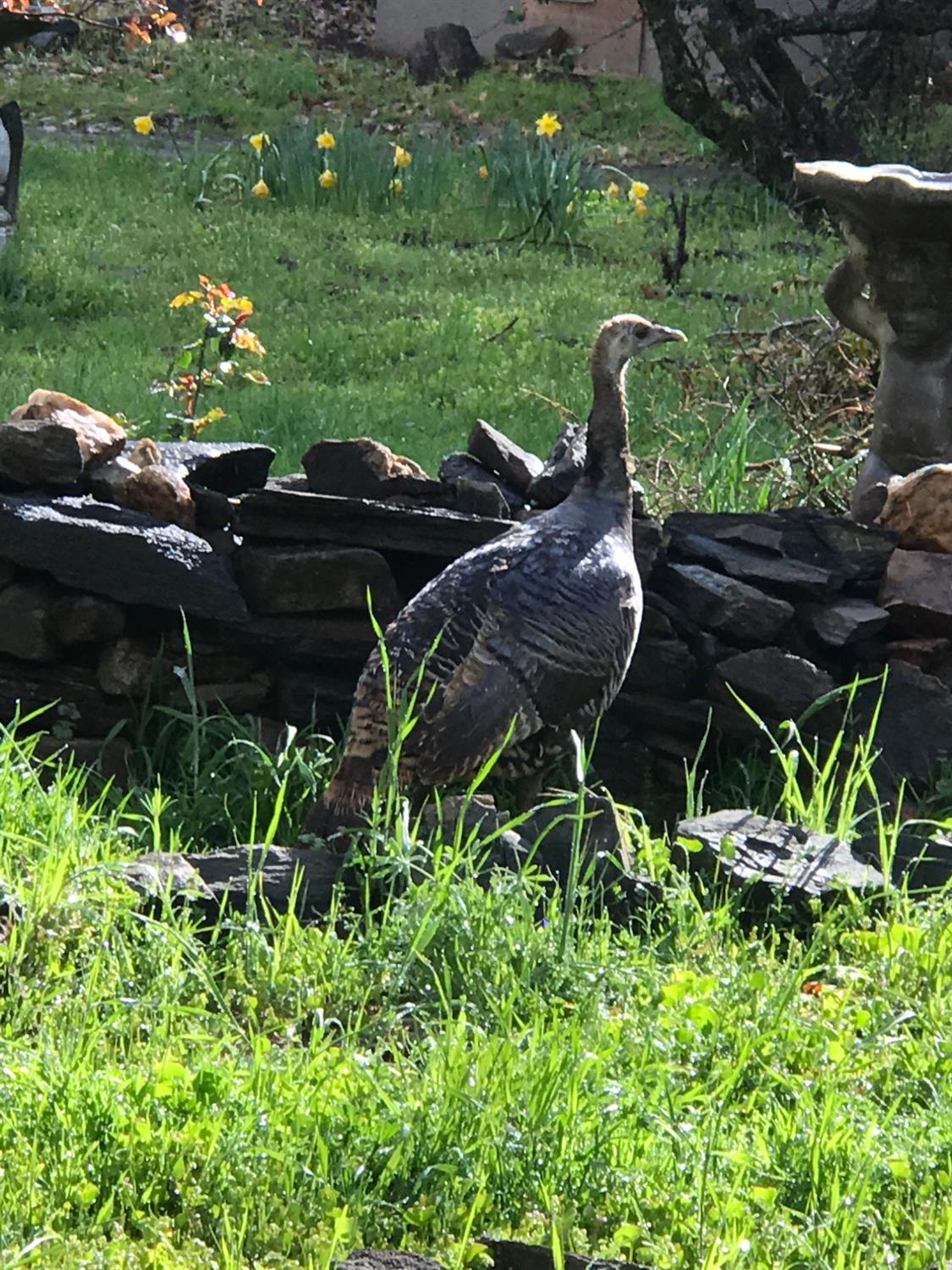 38088 Serpa Canyon Rd, Coarsegold, CA 93614