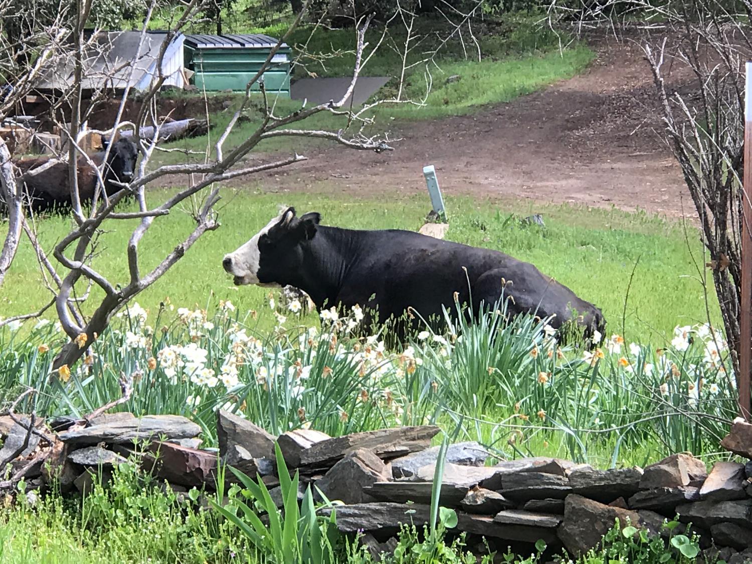 38088 Serpa Canyon Rd, Coarsegold, CA 93614