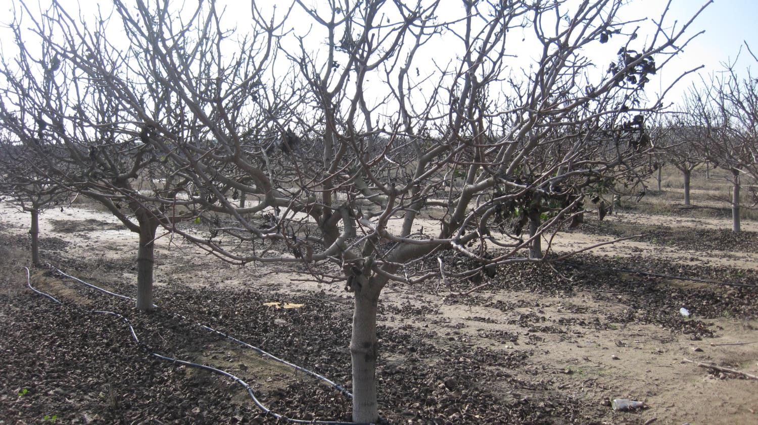 9999 E Ave 384, Dinuba, CA 93618