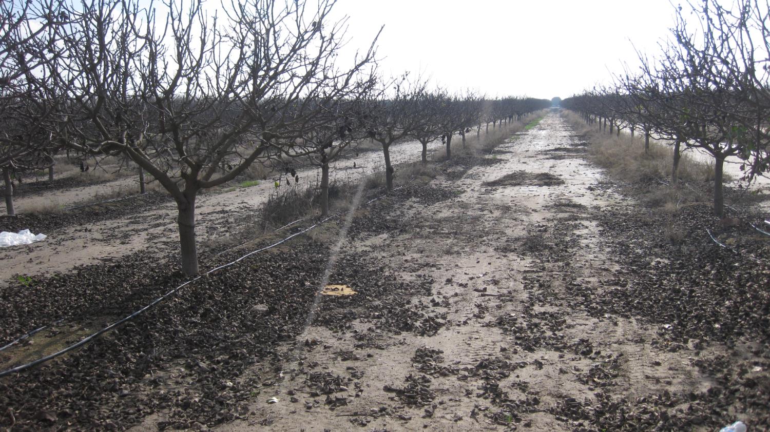 9999 E Ave 384, Dinuba, CA 93618